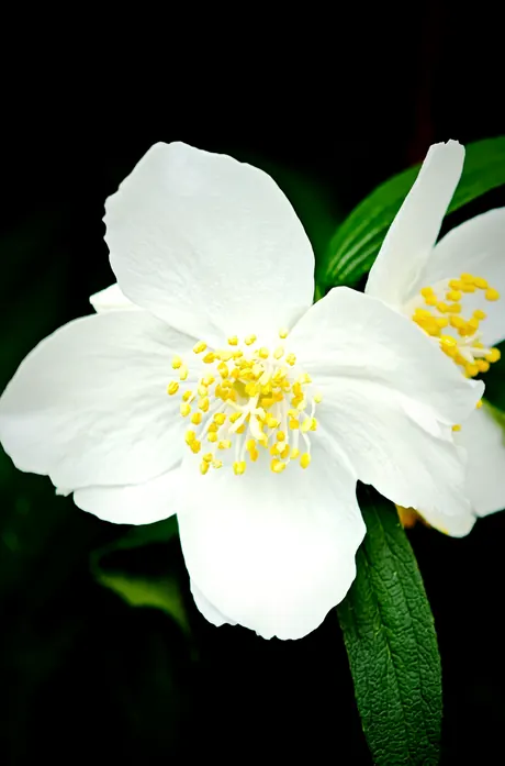 A white jasmine flower against a dark background